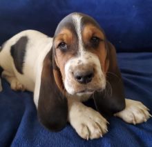 Basset Hound Puppies For Sale, Text +1 (270) 560-7621 Image eClassifieds4u 2