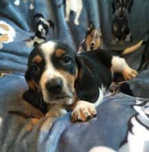 Basset Hound Puppies For Sale, Text +1 (270) 560-7621 Image eClassifieds4u 3