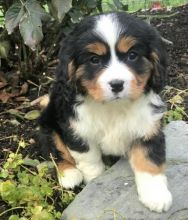Bernese Mountain Puppies For Sale, Text +1 (270) 560-7621 Image eClassifieds4u 2
