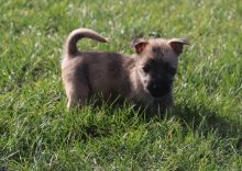 Cairn Terrier Puppies For Sale, Text +1 (270) 560-7621 Image eClassifieds4u 1