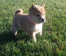 Cute Shiba Inu Puppies For Sale, Text +1 (270) 560-7621 Image eClassifieds4u 1