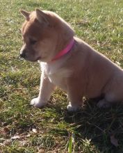 Cute Shiba Inu Puppies For Sale, Text +1 (270) 560-7621 Image eClassifieds4u 3