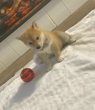 Cute Shiba Inu Puppies For Sale, Text +1 (270) 560-7621 Image eClassifieds4u 4