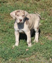 Great Dane Puppies For Sale, Text +1 (270) 560-7621 Image eClassifieds4u 2