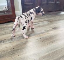 Great Dane Puppies For Sale, Text +1 (270) 560-7621 Image eClassifieds4u 3