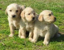 Healthy Golden Retriever Puppies For Sale, Text +1 (270) 560-7621 Image eClassifieds4u 1