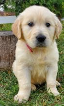 Healthy Golden Retriever Puppies For Sale, Text +1 (270) 560-7621 Image eClassifieds4u 2