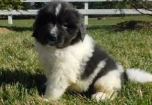 Newfoundland Puppies For Sale, Text +1 (270) 560-7621 Image eClassifieds4u 2