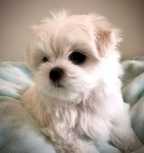 Playful Maltese Puppies For Sale, Text +1 (270) 560-7621 Image eClassifieds4u 2