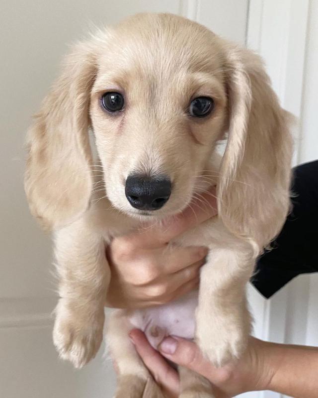 MINATURE DACHSHUND PUPPIES Image eClassifieds4u