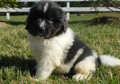 Newfoundland Puppies For Sale, Text +1 (270) 560-7621 Image eClassifieds4u