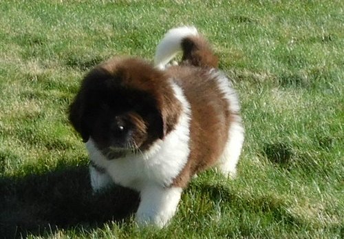 Newfoundland Puppies For Sale, Text +1 (270) 560-7621 Image eClassifieds4u