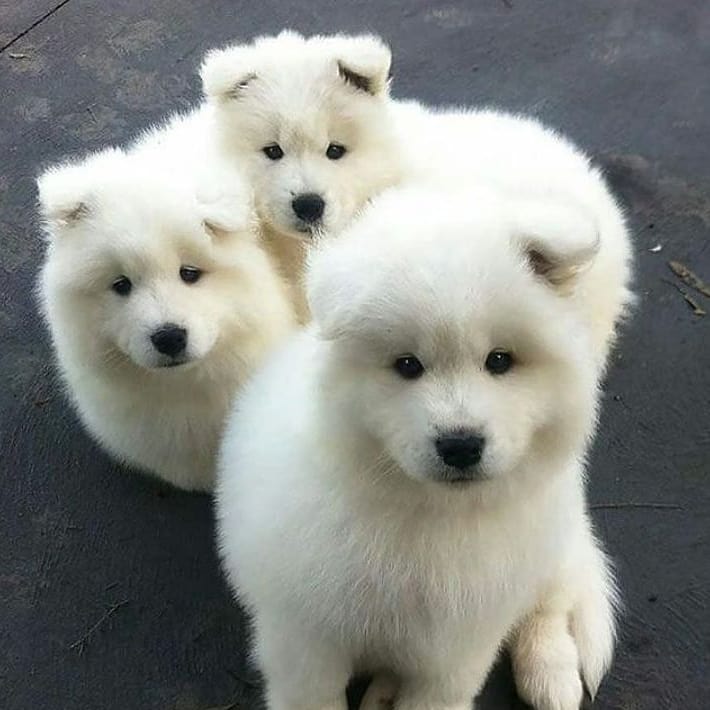 SAMOYED FOR SALE Image eClassifieds4u