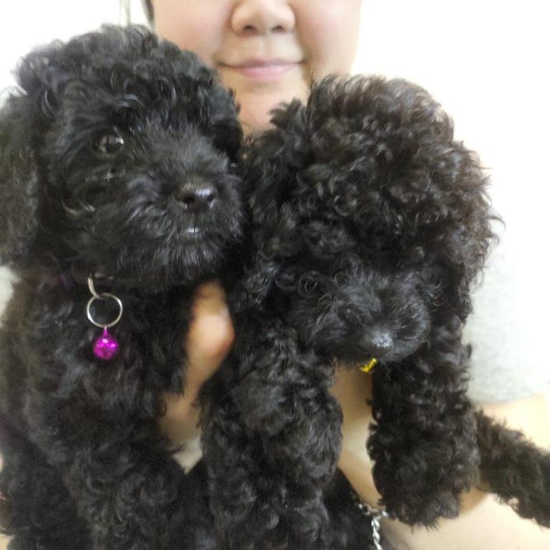 two Poodle puppies for adoption Image eClassifieds4u