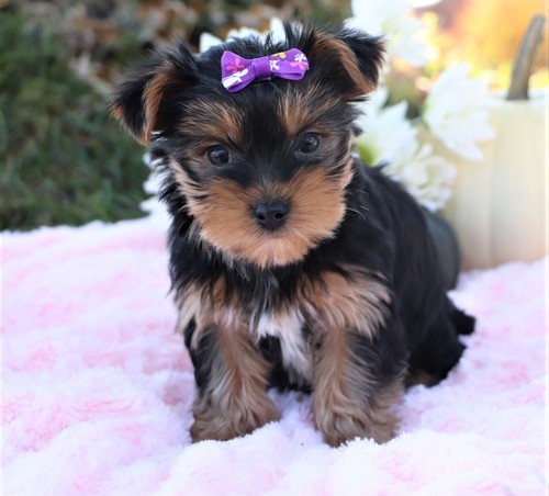 Yorkshire Terrier Puppies For Sale, Text +1 (270) 560-7621 Image eClassifieds4u