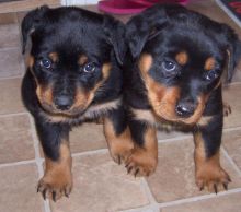 Adorable German Rottweiler Puppies