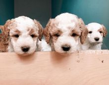 Adorable poodle puppies ready for adoption