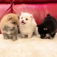 Amazing Pomsky Puppies ready for their new home