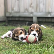 Beautiful Beagle Puppies ready for adoption