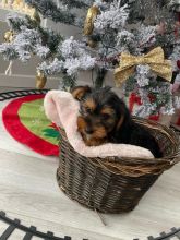 Beautiful Yorkie Puppies