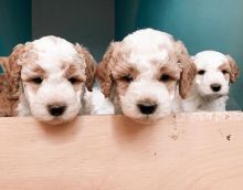 Charming Labrador Puppies ready for their new home