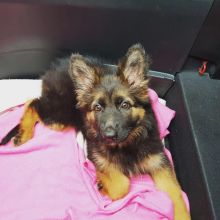 German Shepherd Puppy Text or Call us at (908) 516-8653