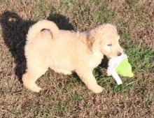 Goldendoodle Puppies For Sale Text or Call us at (908) 516-8653