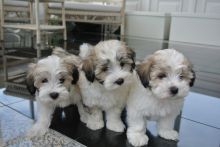 Maltipoo Puppy Ready For Sale Text or Call us at (908) 516-8653