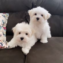 stunning Maltese puppies ready for adoption