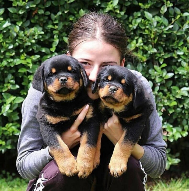 Adorable German Rottweiler Puppies Image eClassifieds4u