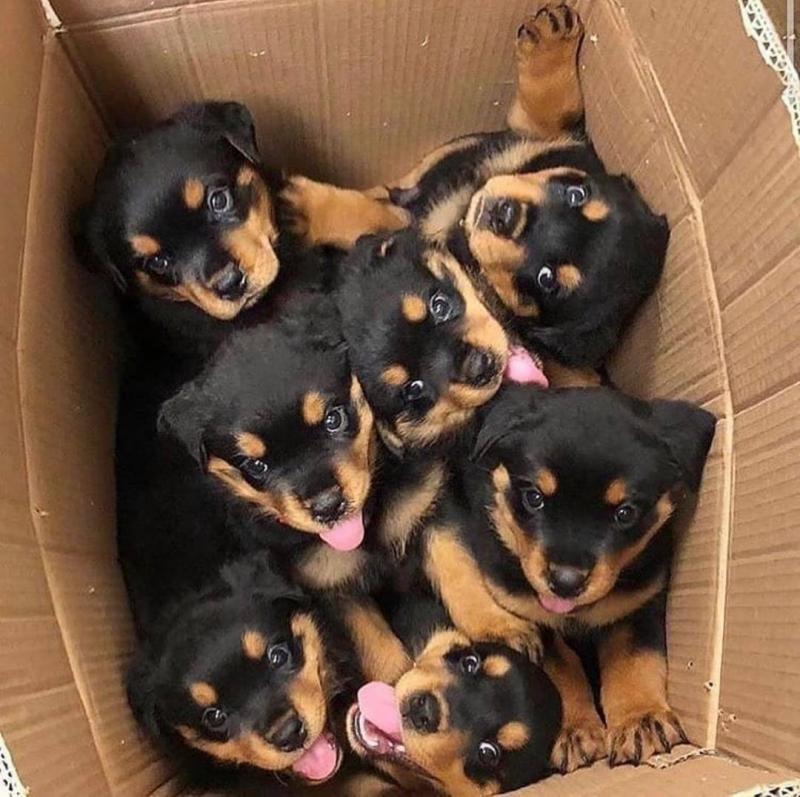 Adorable German Rottweiler Puppies Image eClassifieds4u