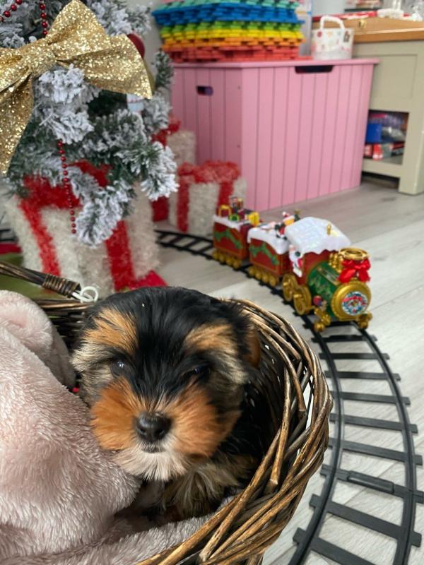 Beautiful Yorkie Puppies Image eClassifieds4u