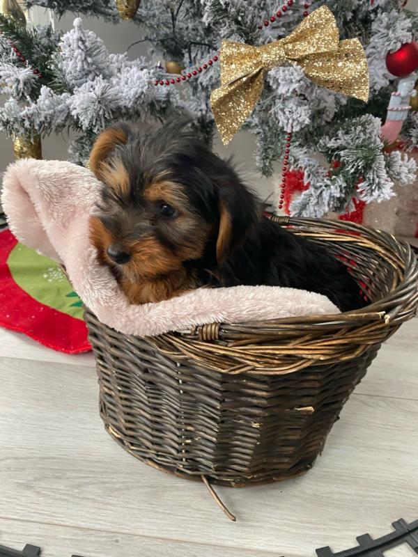 Beautiful Yorkie Puppies Image eClassifieds4u