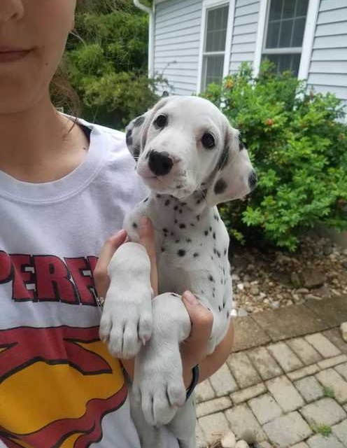 Dalmatian Puppies For Sale Text or Call us at (908) 516-8653 Image eClassifieds4u