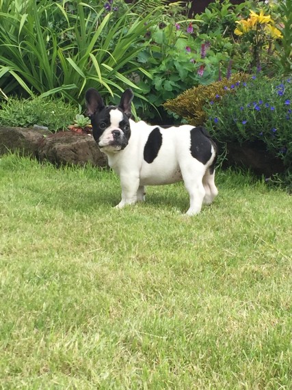 French Bulldogs For Sale Text or Call us at (908) 516-8653 Image eClassifieds4u