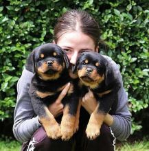 Adorable German Rottweiler Puppies Image eClassifieds4u 3