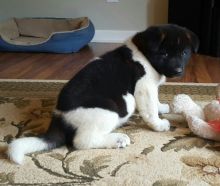 Akita Puppies Text or Call us at (908) 516-8653 Image eClassifieds4U