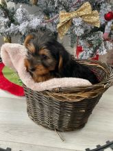 Beautiful Yorkie Puppies Image eClassifieds4u 3