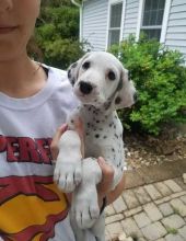 Dalmatian Puppies For Sale Text or Call us at (908) 516-8653 Image eClassifieds4U