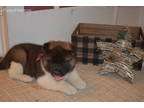maltipoo puppies for sale Image eClassifieds4u