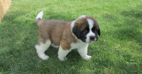 St Bernard Puppies Puppies Ready For Sale Text or Call us at (908) 516-8653 Image eClassifieds4u