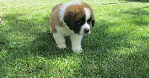 St Bernard Puppies Puppies Ready For Sale Text or Call us at (908) 516-8653 Image eClassifieds4u