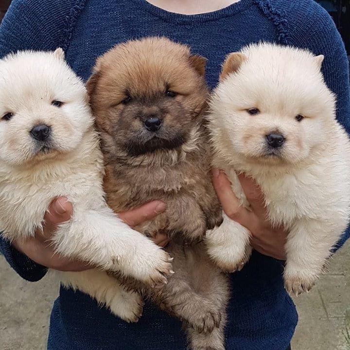 stunning chow chow puppies ready for adoption Image eClassifieds4u