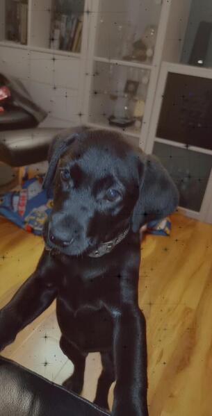 Black Labrador puppy Image eClassifieds4u