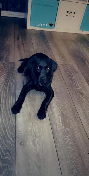 Black Labrador puppy Image eClassifieds4u