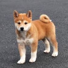 Shiba Inu Puppies for adoption. Call or Text @(431) 803-0444 Image eClassifieds4u 2