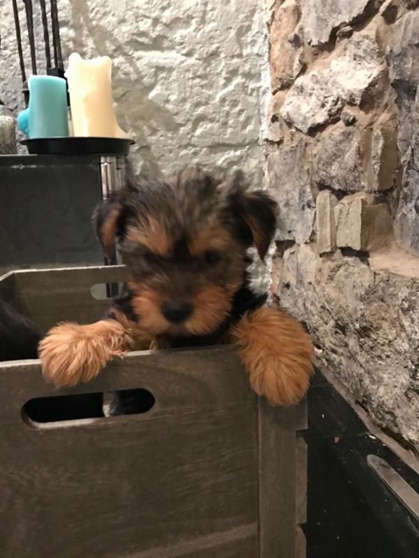 Yorkshire Terrier For Sale Text or Call us at (908) 516-8653 Image eClassifieds4u