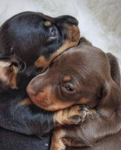 For Adoption: Dachshund Puppies,Ckc Reg.