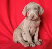 Weimaraner Puppies For Sale, Text +1 (270) 560-7621