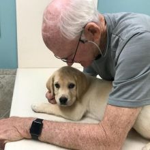 2 healthy, home trained Labrador Retriever pups for adoption.